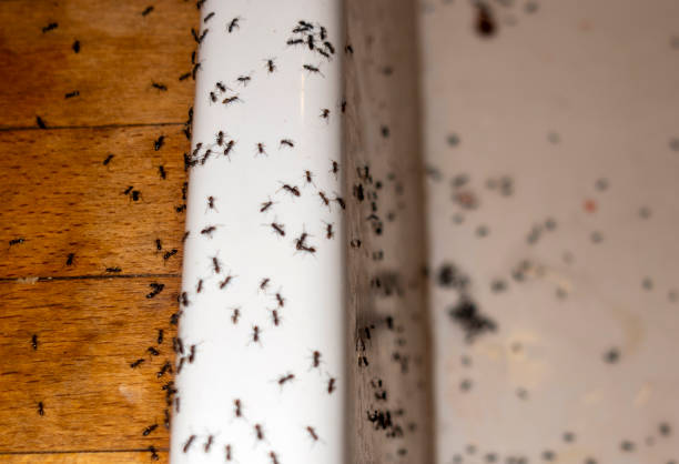 Best Affordable Pest Control Services  in Rossmoor, NJ