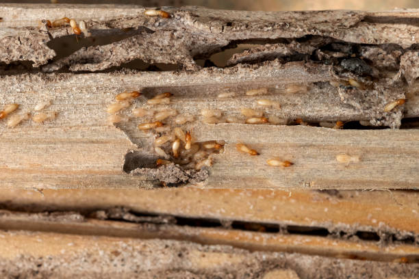 Wildlife Control Services in Rossmoor, NJ